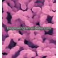 ST-G30 Streptococcus thermophilus